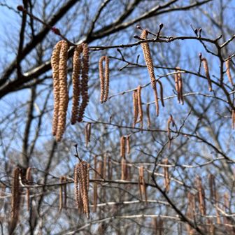 芋虫がたくさんぶら下がってる〜と思ったら、なにか植物みたい？チャッピーに聞いたら「ハンノキ（榛の木） の 雄花（おばな） 」と教えてもらいました👍