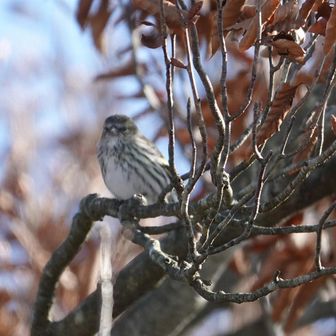 ビンズイ？

ルリビタキを見れたけど、撮れず

20年以上前、岩瀬駅から北条仲町バス停まで、ソロで筑波連山縦走を何回かしたことがある。加波山登山はそれ以来

丸山から足尾山の道で迷い、苦労したことを思い出した。

今日はYAMAPで何度も確認して、安心して歩けた。有り難い。感謝。