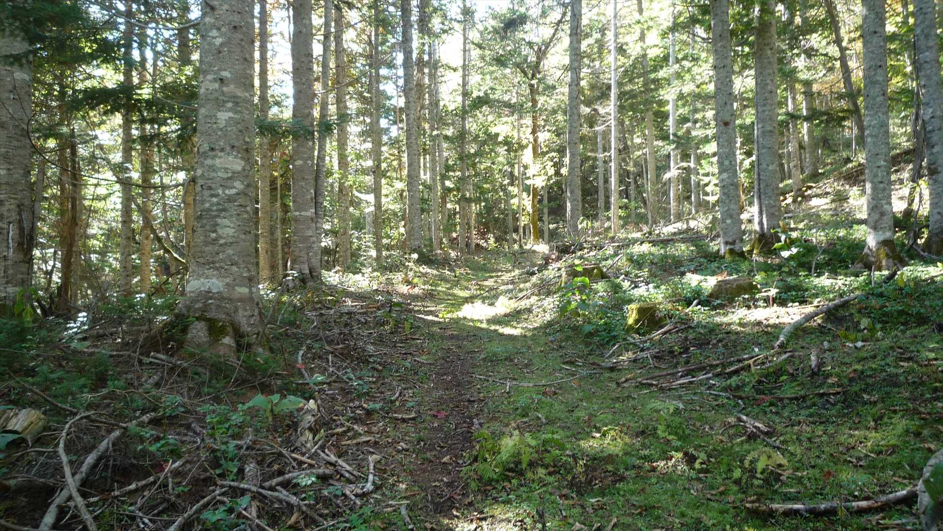 登山道ここは明確