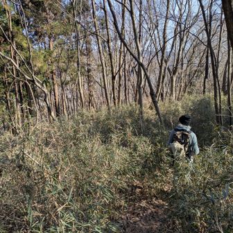 下山は林の中を下る（立入禁止区域？）