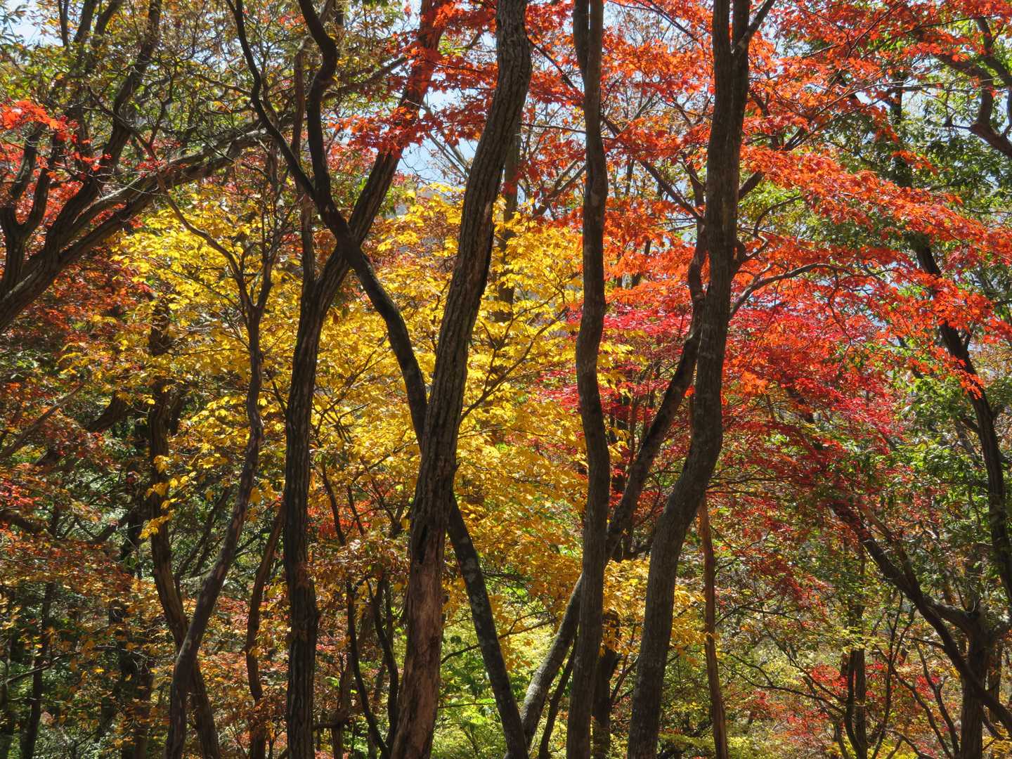 下山開始、朝より太陽が真上の時間帯が紅葉は綺麗でした