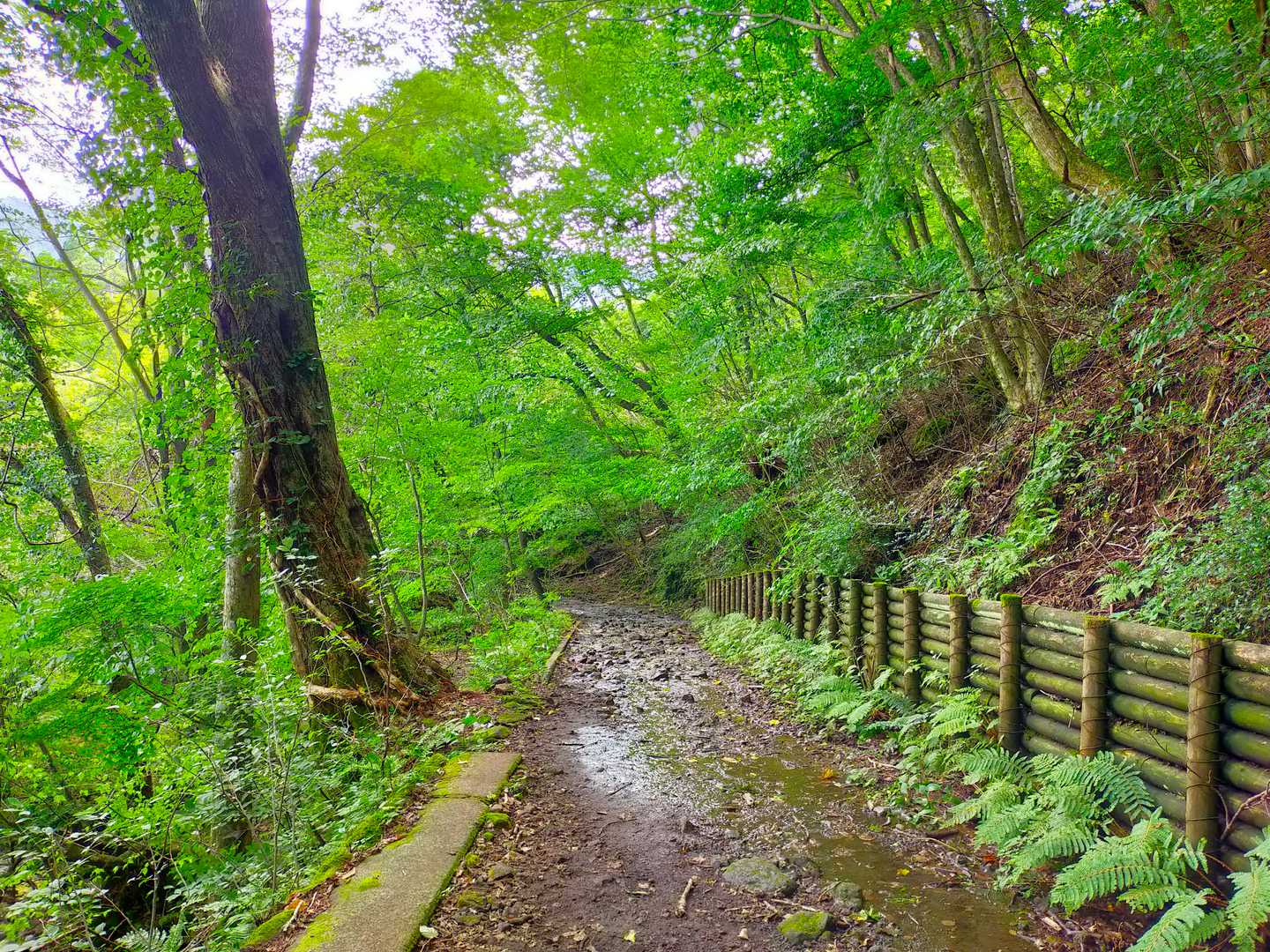 ここから先は未体験・・・すーーーーと坊がつるまでこんな道だと思ってた