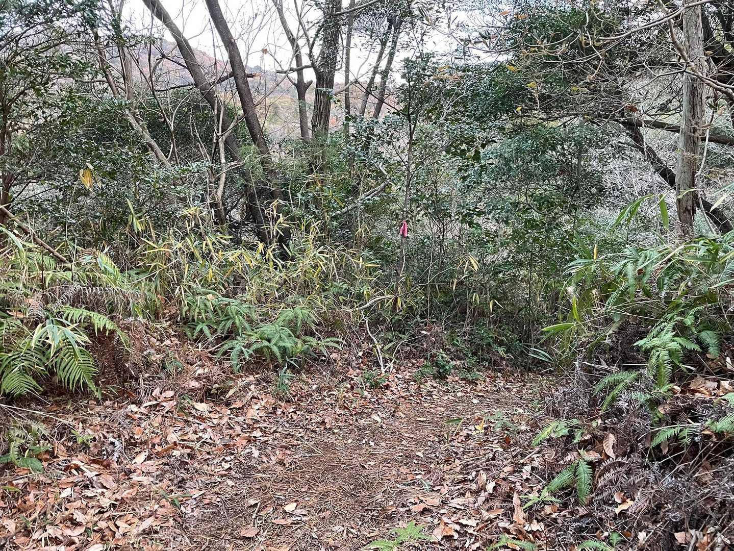 知らない間にこちらに奥宮登山口に下る道ができていた。高尾山や天円山は愛好家の方の整備が素晴らしいです。
