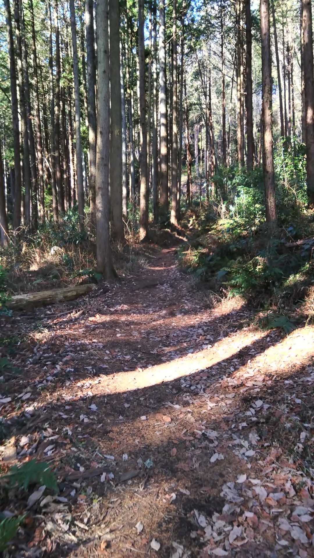 さっそくハイカーさんに会ったり…😲穴場なのかな？