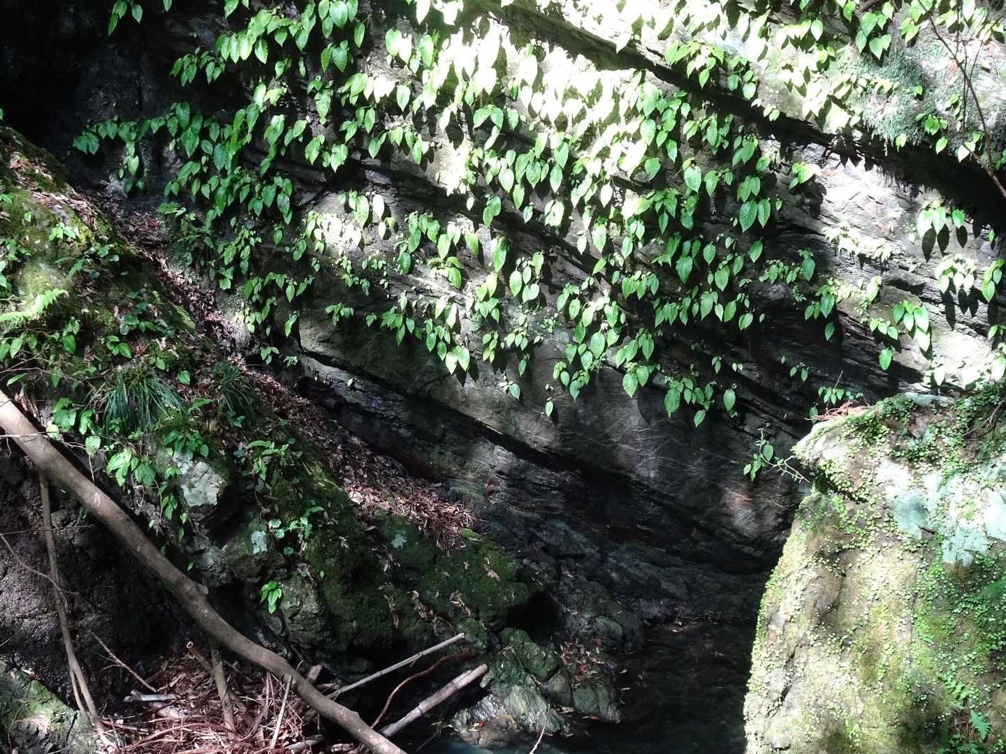途中の沢にイワタバコが群生してました