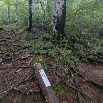 分岐。
日暮沢から上がってきたので左へ。
ピストンの方は右の古寺鉱泉から来るみたい。