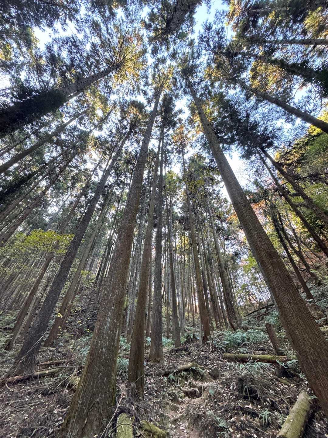 牛伏山 周回コースの写真