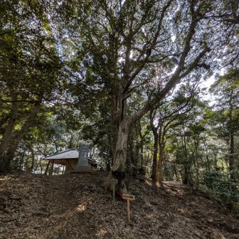 山頂の雰囲気が良いですね
