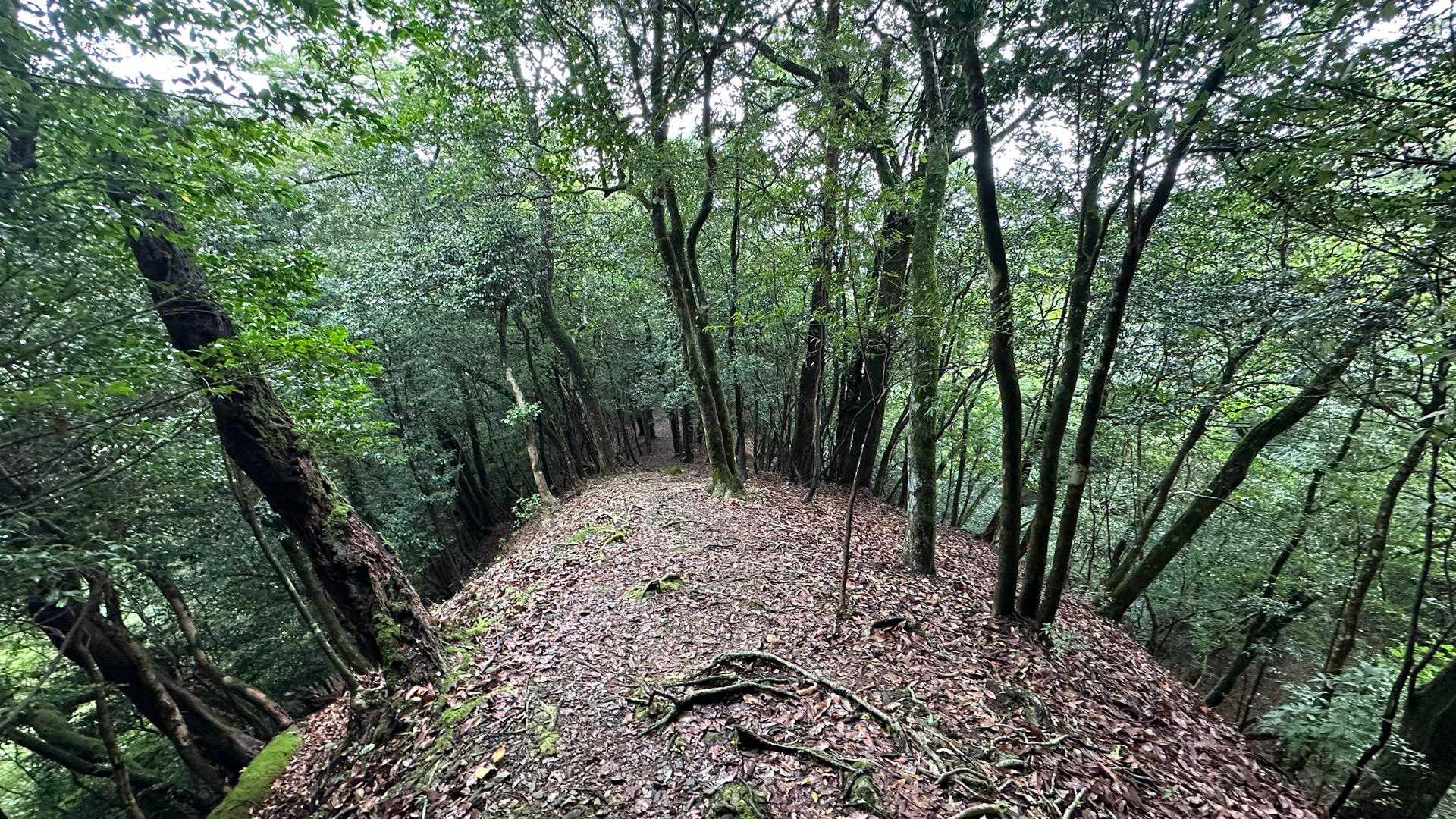 古処山 周回コースの写真