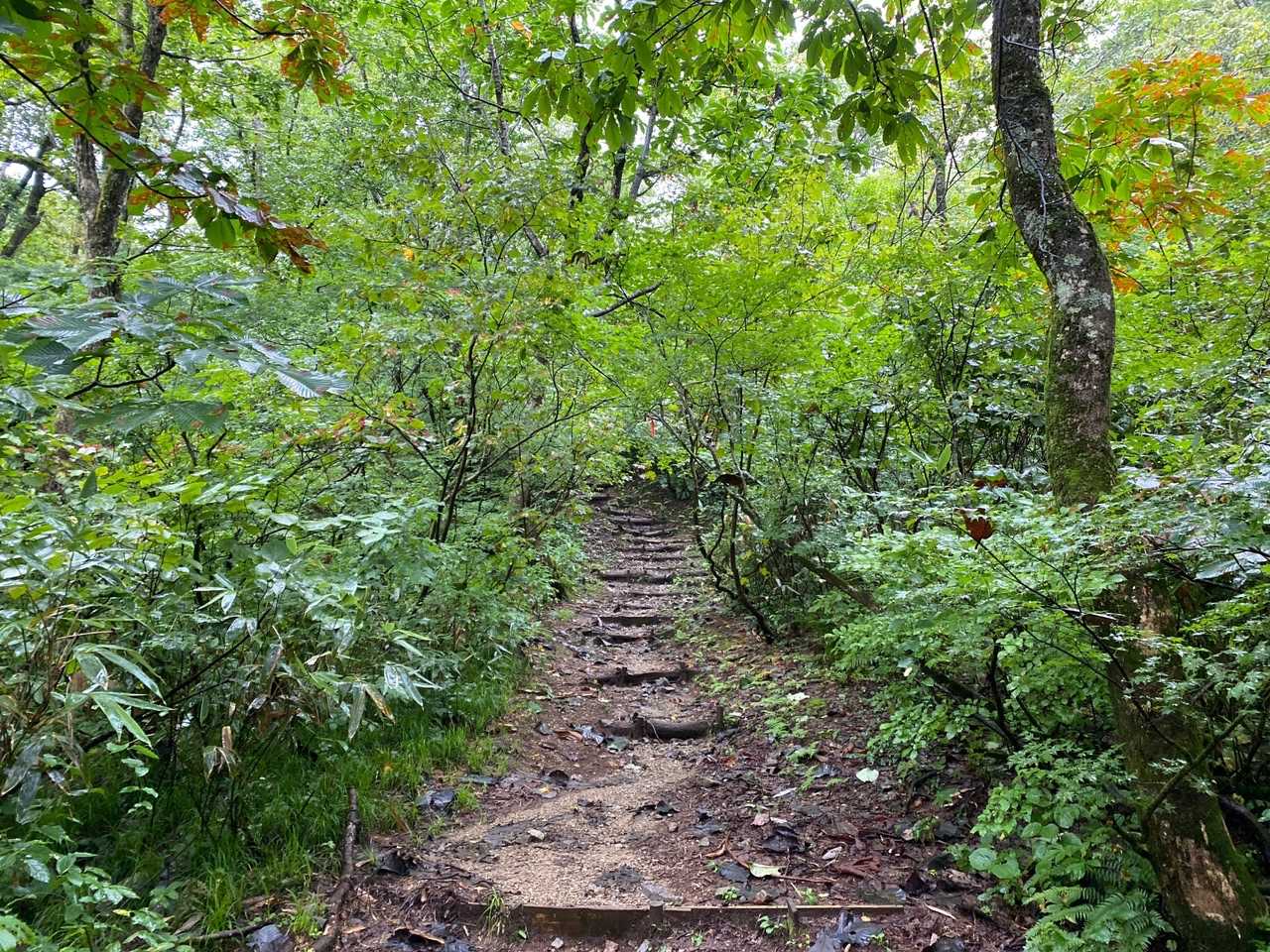 剱岳早月尾根登山口-丸山 往復コースの写真
