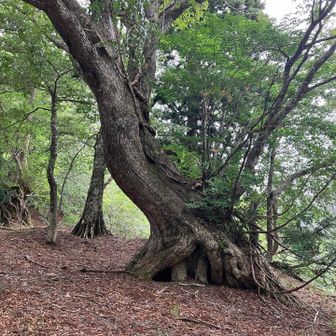 写真では伝わりませんが全てデカい！
まだまだ撮りきれてないのがいっぱい🈵