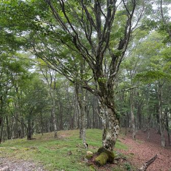 ガスガスの木立ちがまた良き
