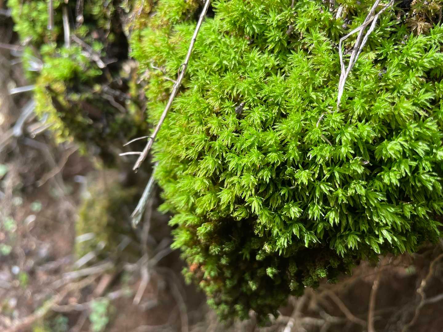 足柄峠-丸鉢山-金時山 往復コースの写真