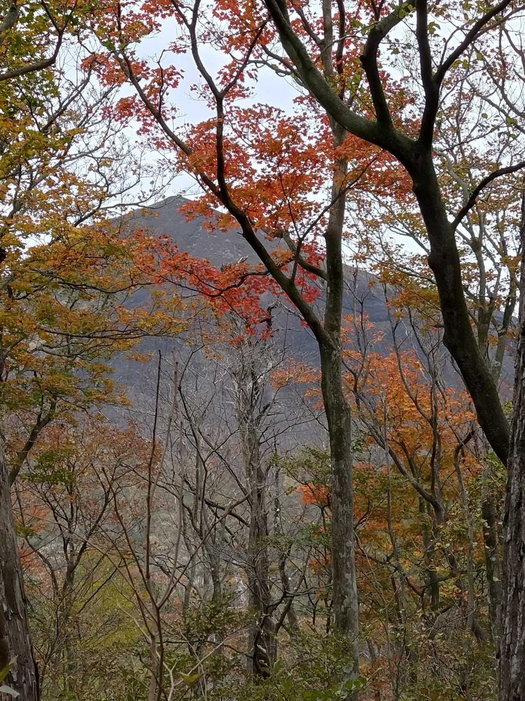 矢岳登山口-矢岳-竜王山 周回コースの写真