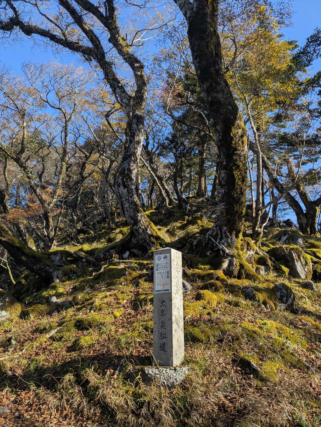 紅葉もキレイたけど、
苔もキレイ。