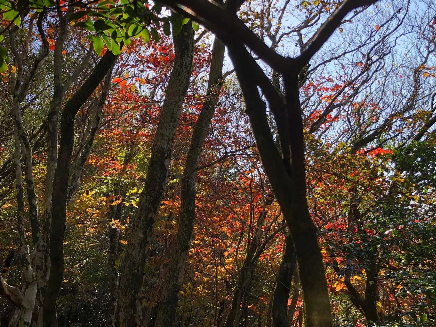 この辺りの紅葉が綺麗でした