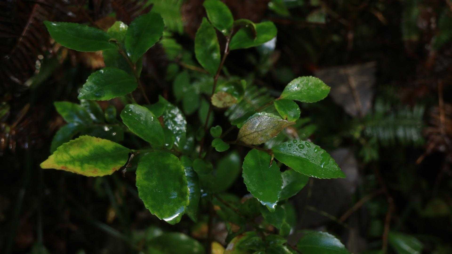 昨日の雨のなごり☔️