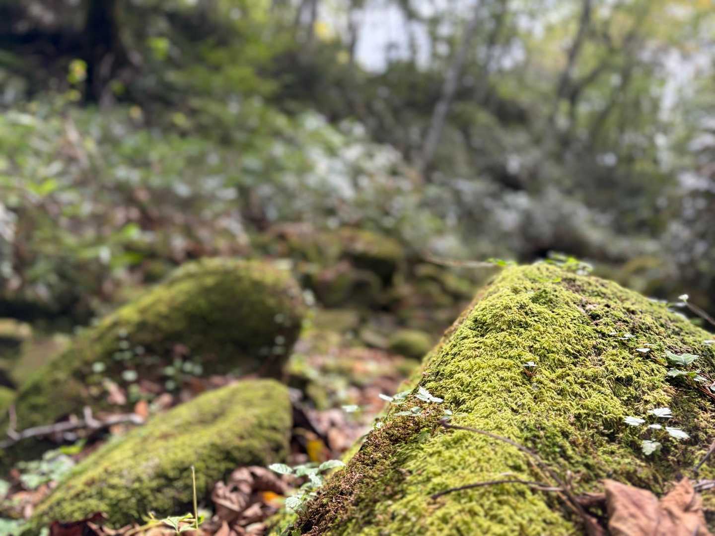 苔にも癒されて