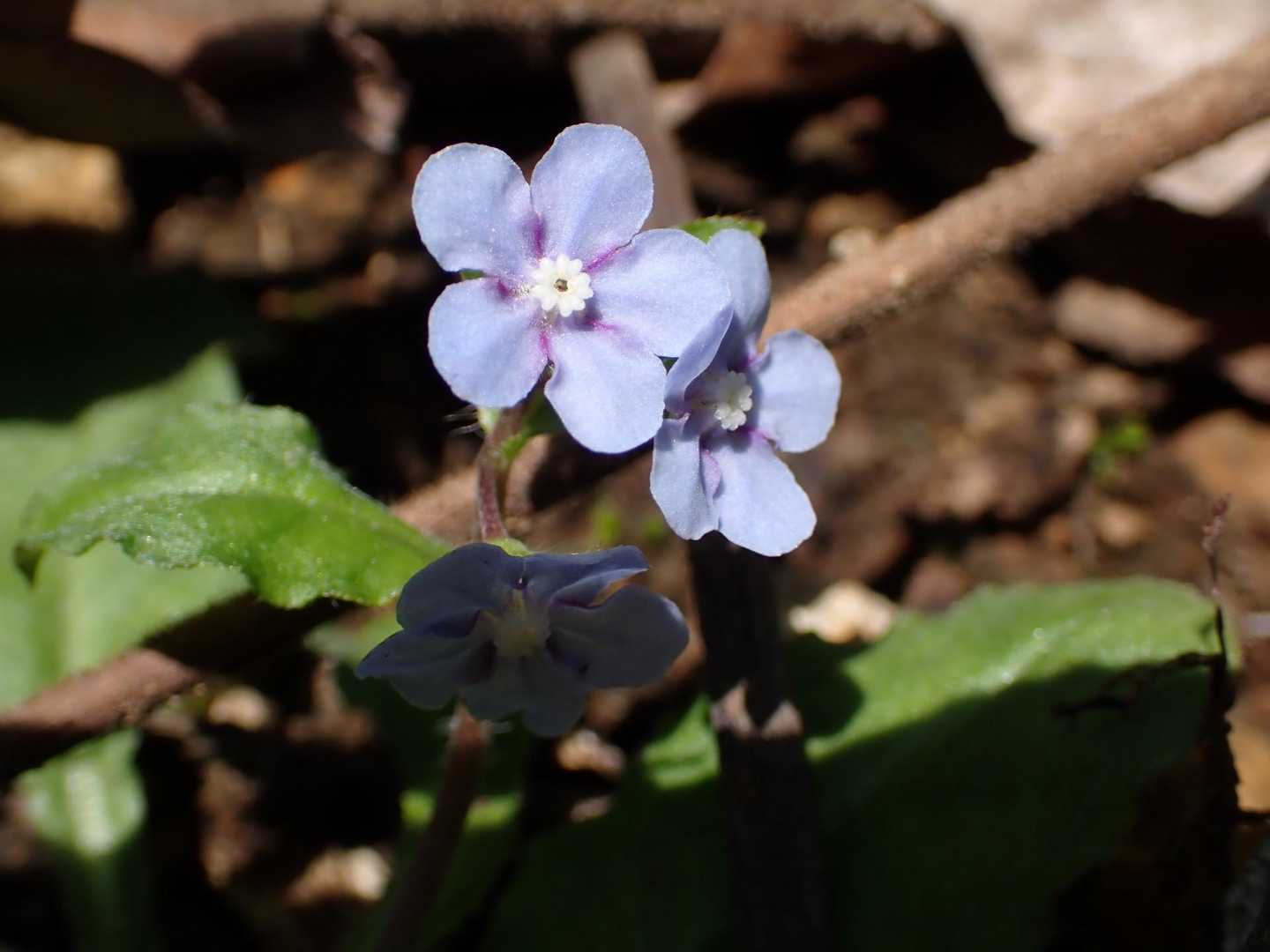 花粉は大敵ですが、花は良き🌼