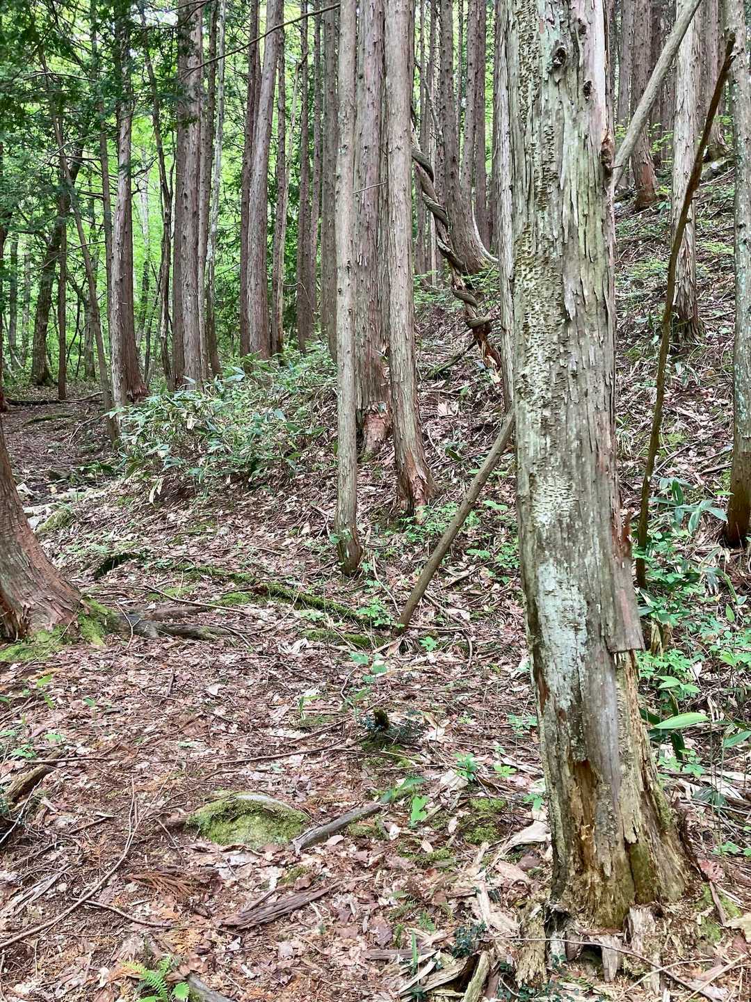 途中から、フカフカトレイル、歩き易くなり、ホッとする。