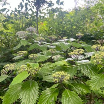 コアジサイがいました♪
手前の緑のは花後のコアジサイでしょうか？