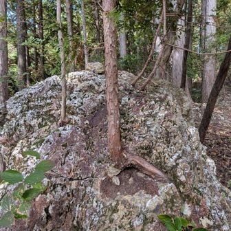 岩から生えている木
どうやって根を張っているのか中を見てみたい