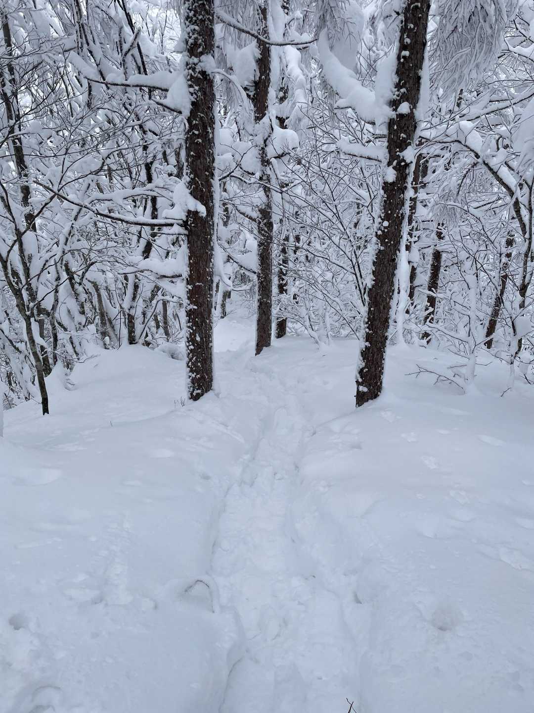 三沢山の斜面で行き違ったらしく、帰りはトレースがしっかり着いていました。
他にも数名すれ違い、皆んなで頑張れば面白山まで行けたかなーと思いつつ、まあまたの機会に🏔️