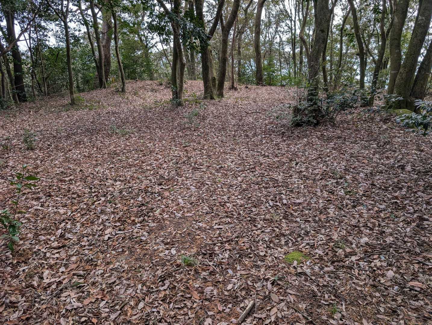 城山跡ももちろん広い