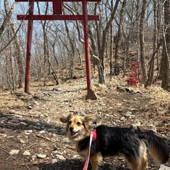 もうすぐ山頂です♪
蝉丸も背負われずに歩いて来れました。