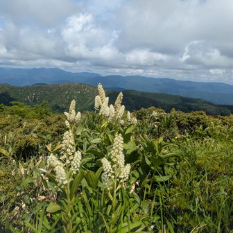 テラスにて‥
コバイケイソウが花盛り