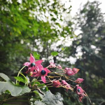 後半に登場する方が一番好きな植物クサギ