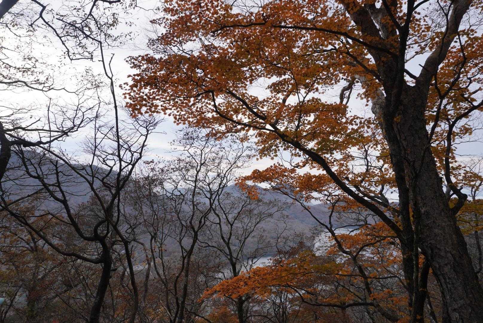紅葉登山の予定ですが、紅葉だ〜！と言ったのは登りとここくらい？
バスで下りる時の方が色付いていました。
帰りはなんと3時間以上バスが遅延しましたが、久しぶりに会えた友人と沢山話せたので、遠足みたいで楽しかったです。