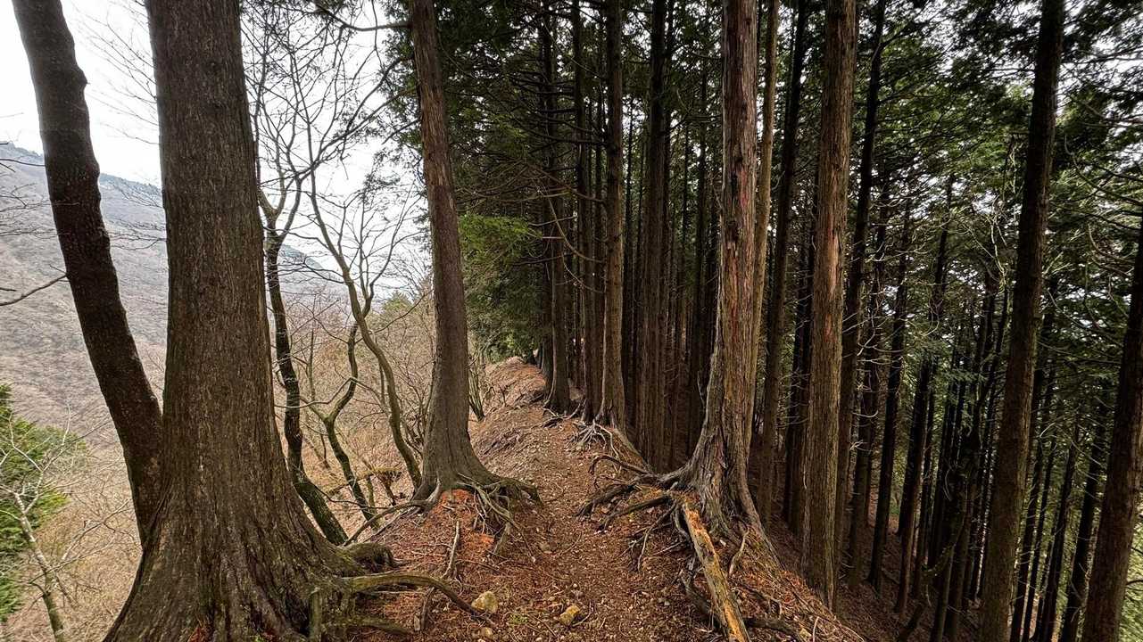 鍋割山・塔ノ岳・烏尾山縦走 の写真 48