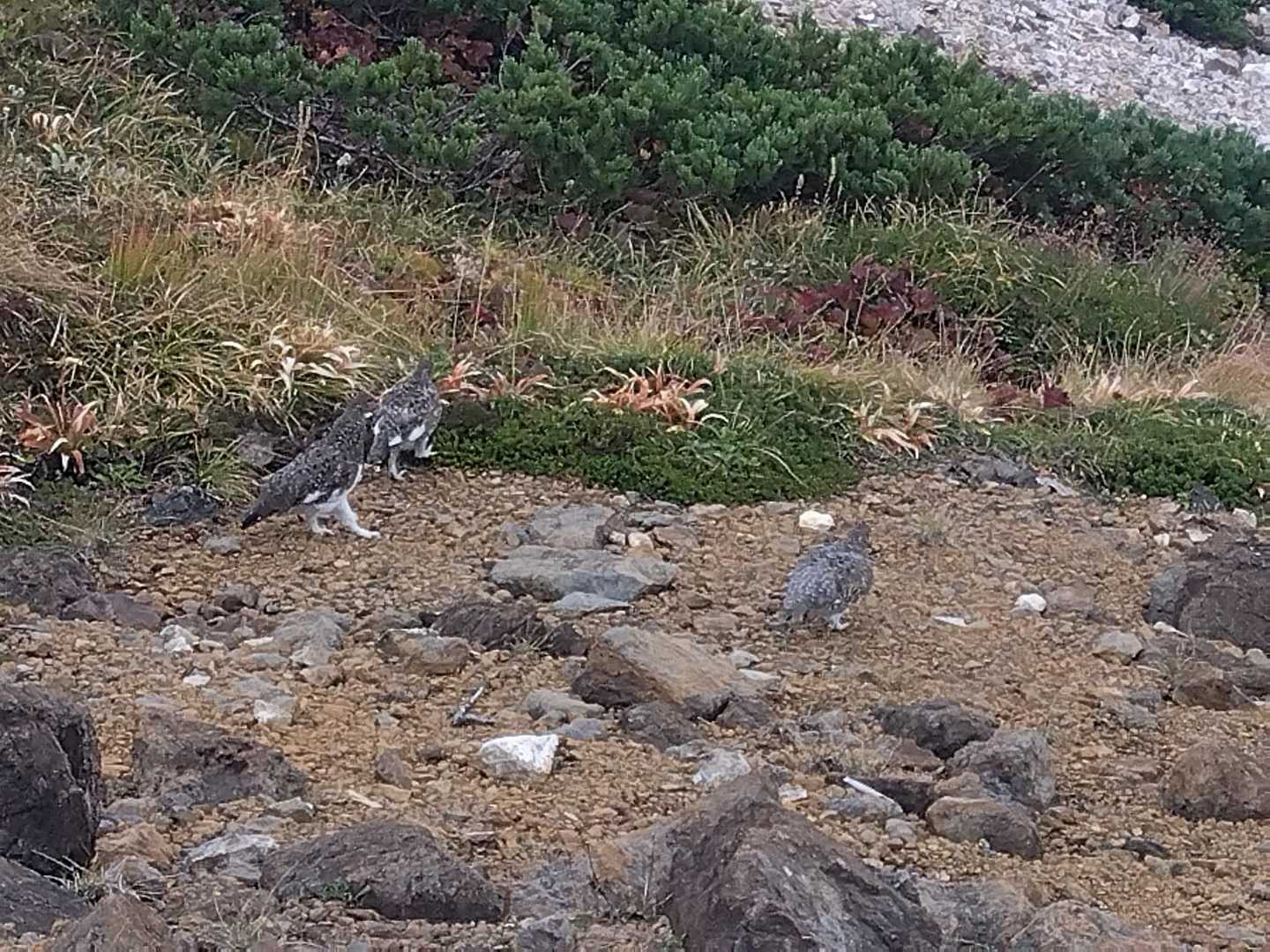 自然園駅-栂池登山道入口-天狗原-乗鞍岳-船越の頭-小蓮華 縦走コースの写真