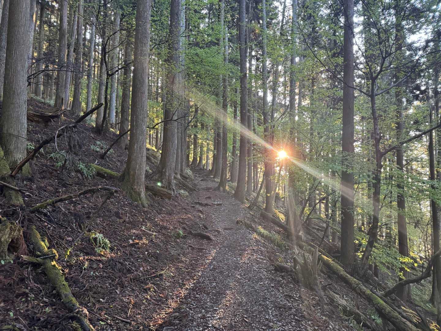 朝日☀️眩しい

登りは無で修行中！
雨上がりなので木々から水滴が落ちる、
2Lの水も冷たくてクールダウン出来ます👍