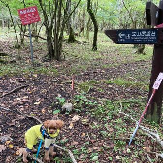 立山展望台へ。
この標識、立山の山頂標識でもあったことに気付かず😅