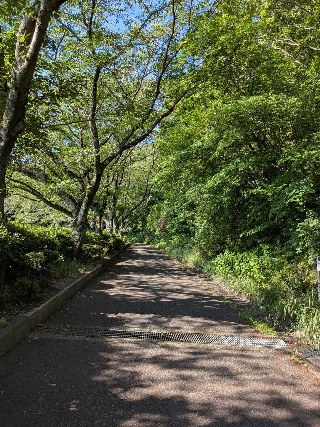 気持ちのいい公園道