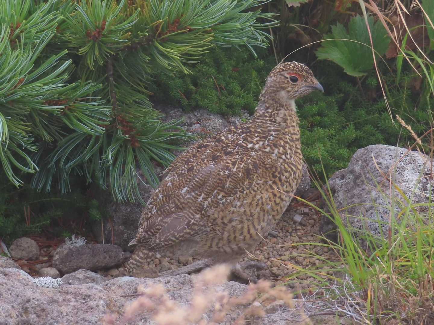 雷鳥さん（ヒナ）