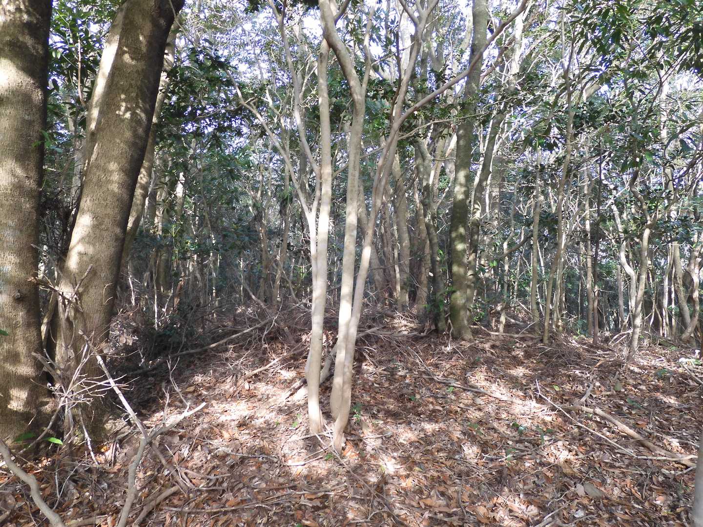 ヌク山（ぬくやま 235ｍ）山頂　
※眺望無し。　
山頂を示すものは見当たりませんが、ここら辺りがピークのようです。