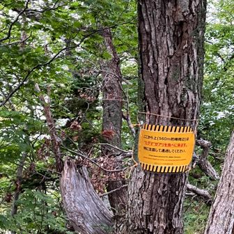 ヒグマの餌場　危険とのこと
