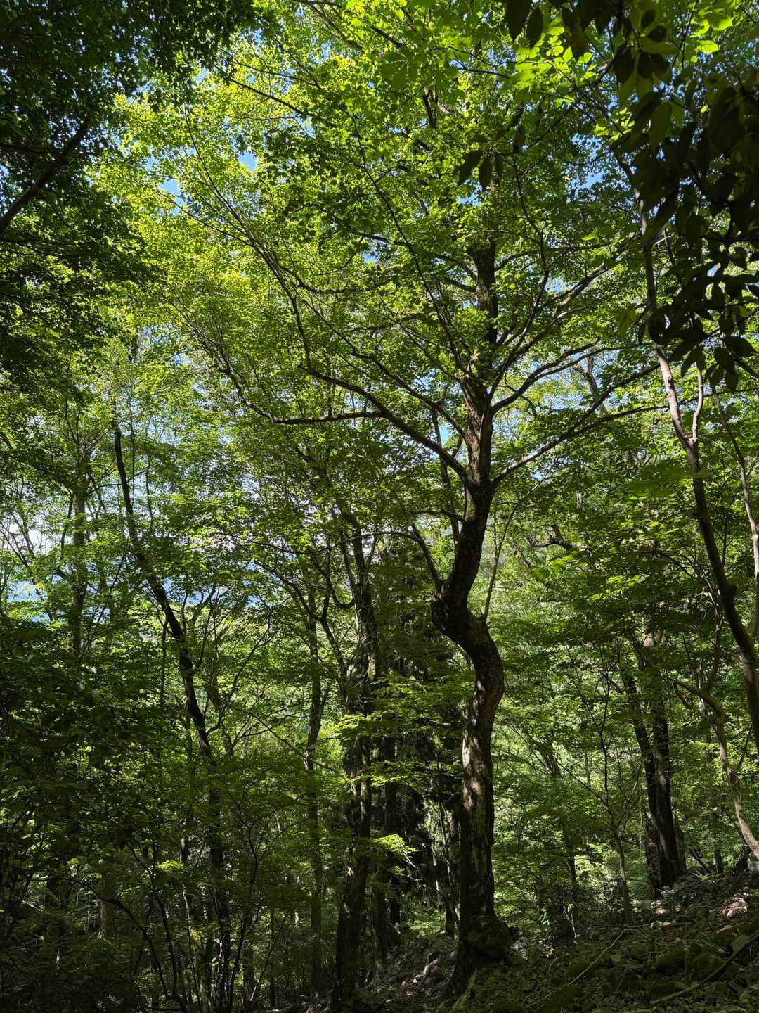 木々に日差しが遮られ暑過ぎず快適に進めます。