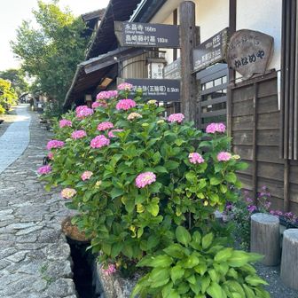 手入れの行き届いてるお花沢山ありました。