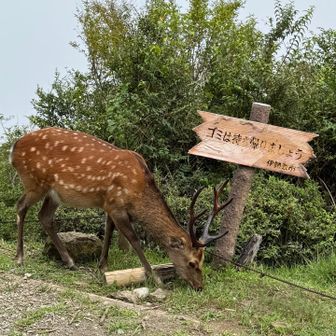 人を全く気にしない山頂の主かな⁉️