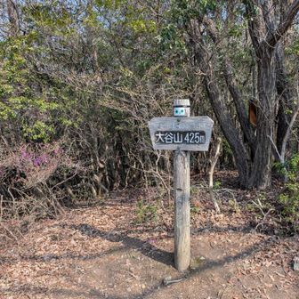 大谷山山頂