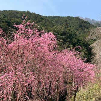 ロープウェイ駅前の枝垂れ桜