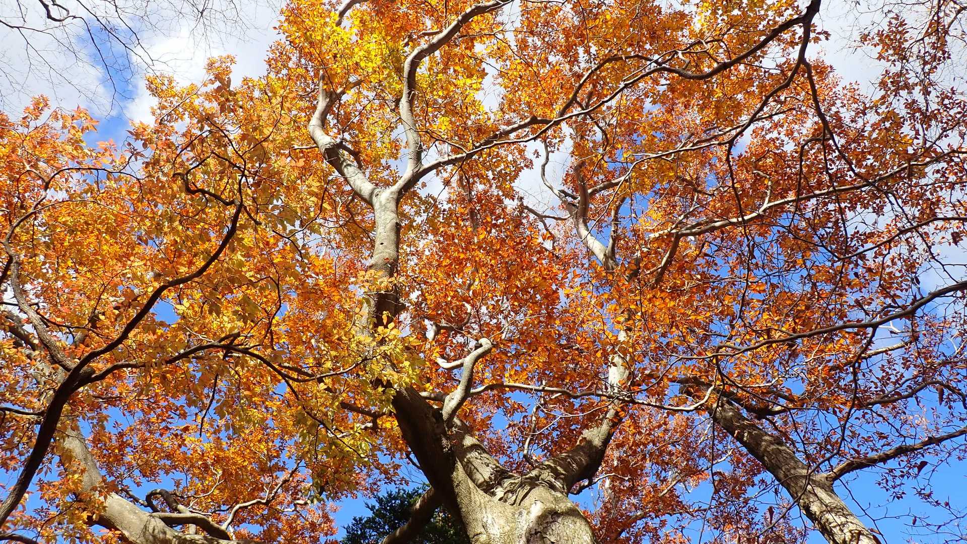 ブナの木もいい感じ🍂