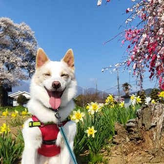かつ