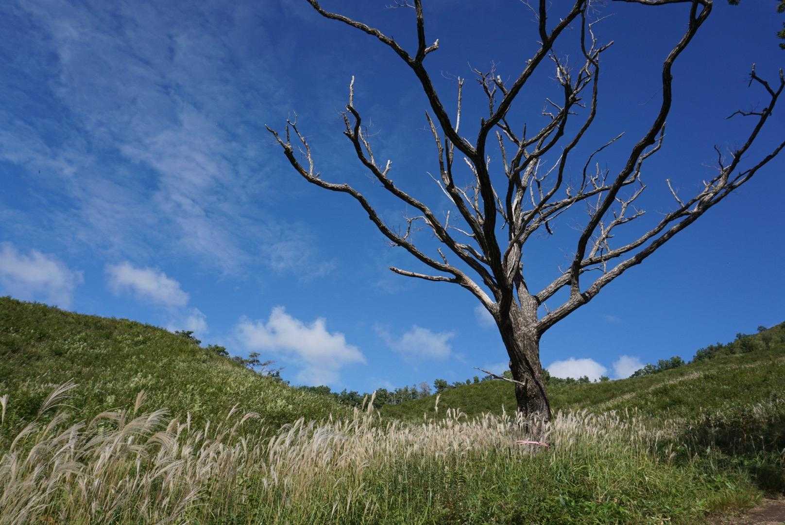 深入山らしくて好きな写真
カバー写真にします