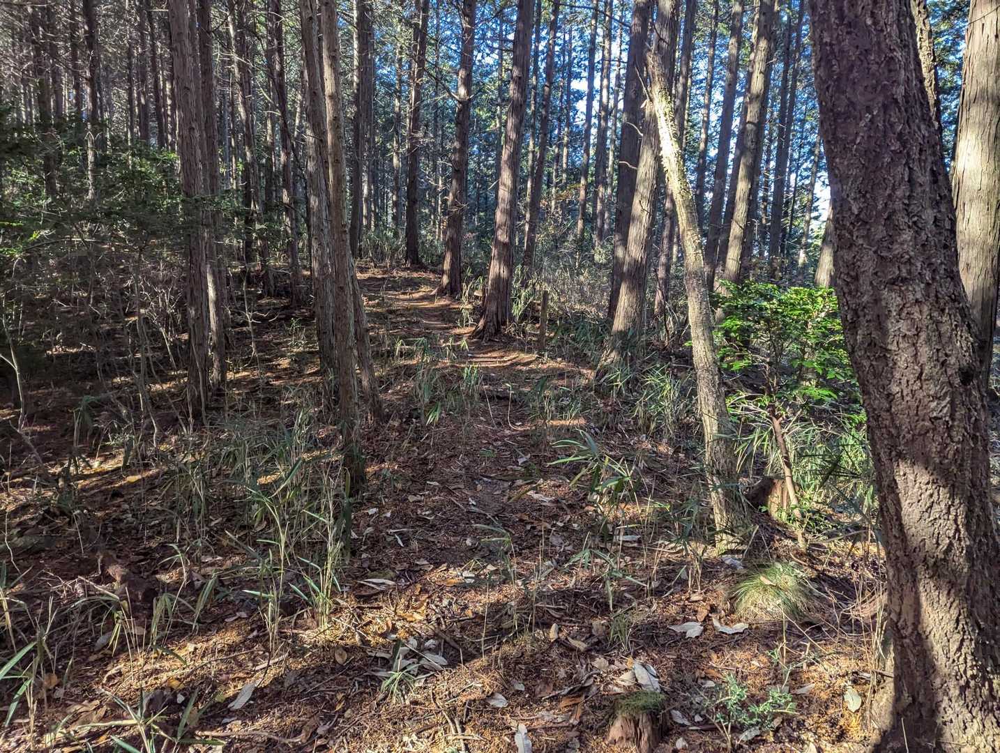 大湫コミュニティセンターバス停-本陣山 周回コースの写真