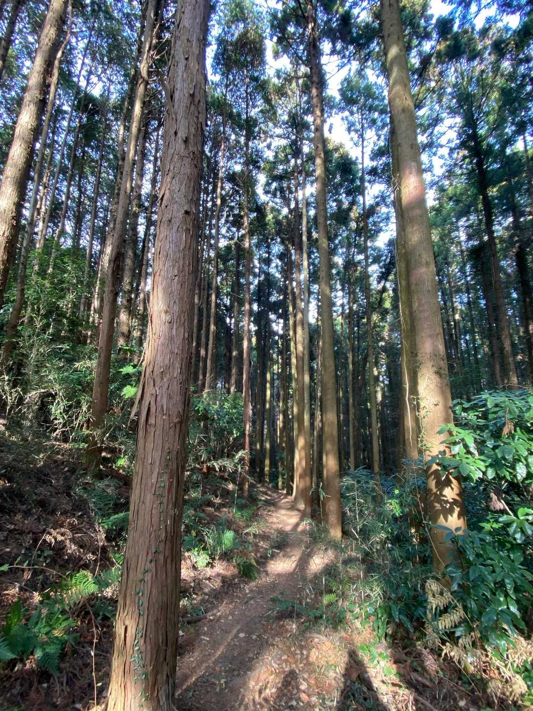 気持ちの良い道